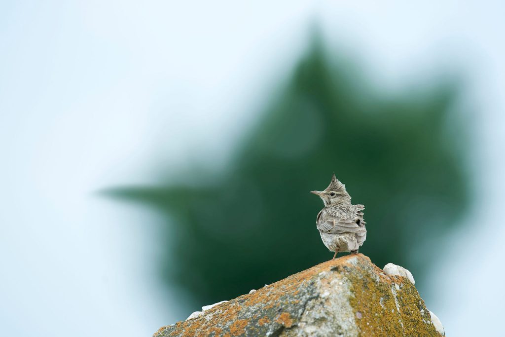 "Naturen tæt på" af Ard Jongsma