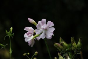 "Naturen tæt på" Kunsten i at fotografere naturen med Ard Jongsma af Ane Marie Vilhelmsen