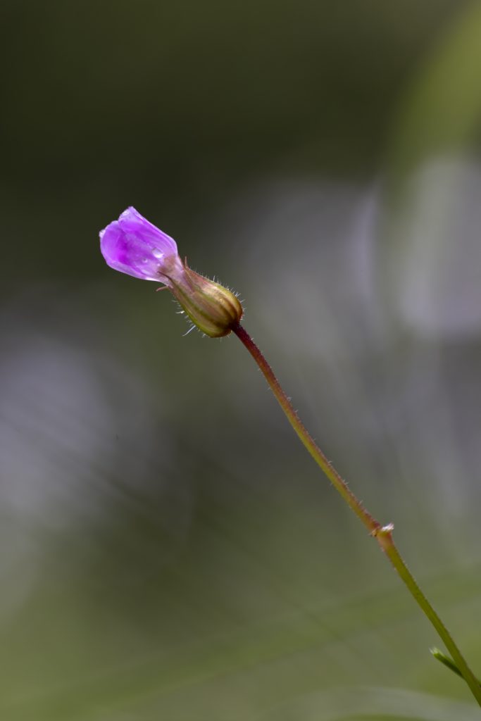 "Naturen tæt på" Kunsten i at fotografere naturen med Ard Jongsma af Grethe Larsen