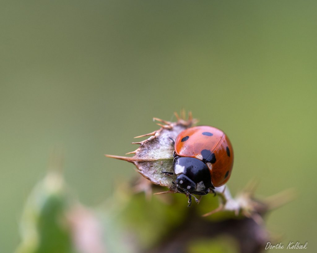 "Naturen tæt på" Kunsten i at fotografere naturen med Ard Jongsma af Dorthe Kølbæk