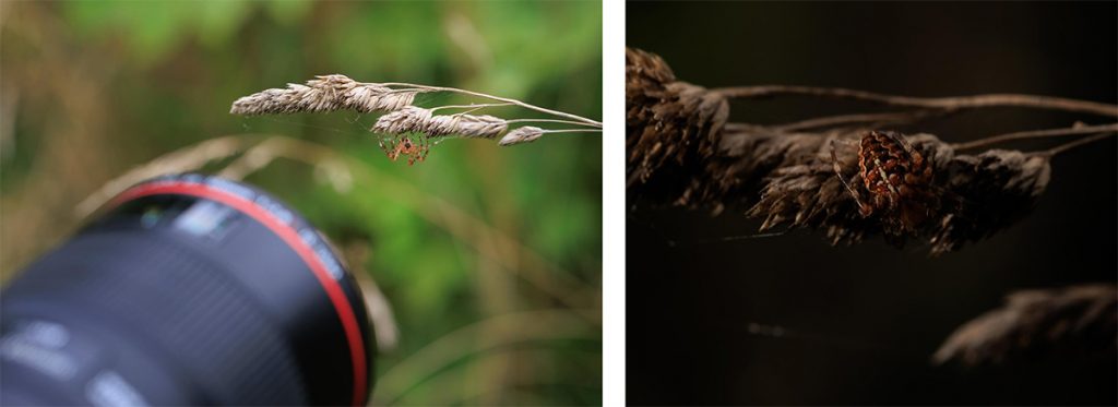 "Naturen tæt på" Kunsten i at fotografere naturen med Ard Jongsma af Jørgen D. Vestergaard